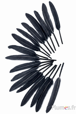 Gans - 10-15 cm - antraciet